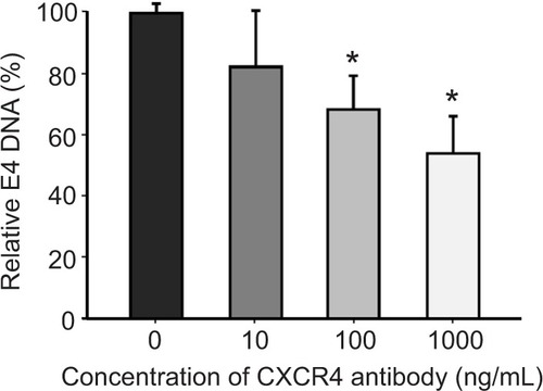 Figure 5 An anti-CXCR4 antibody blocks sCAR-CXCL12-mediated binding of Ad to CXCR4-positive cells.