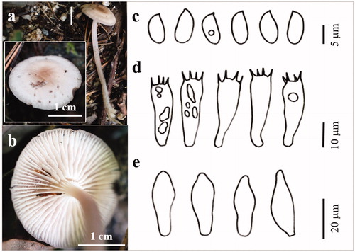 Figure 8. The basidiocarp surface (a) and (b) and microscopic features (c–e) of Mycena pearsoniana KUC20180712-65. (c) Basidiospores; (d) Basidia; (e) Cystidia.