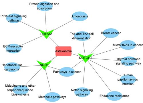 Figure 7 The Ast target–pathway network. The pink rectangle represents Ast, magenta triangle targets, and blue circles related pathways.