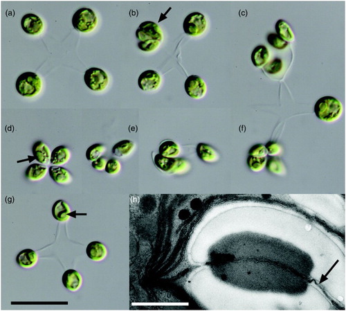 Figure 1. Mucidosphaerium sphagnale strain LCR-Awa6/2, viewed by light and electron microscopy. A–G, Light microscopy. A, Mature colony with large, near-spherical cells. B, Colony with a single autosporangium (arrow), showing the elongated shape of autospores. C, Colony enlargement: several of the mature cells have formed autosporangia; on release the autospores remain attached. D–G, Formation of a new colony: on initial release, the four autospores remain attached at their narrower ends; lengthening of the stalks follows, and usually rotation of the cell such that the pyrenoid (arrows) moves from a lateral to a basal position. H, Electron microscopy of the pyrenoid, which is surrounded by a bilenticular starch sheath and bisected by a single thylakoid (arrow), as observed in other members of the Parachlorella clade. Scale in G = 10 µm. Scale in H = 0.5 µm. Use scale in G for A–G.