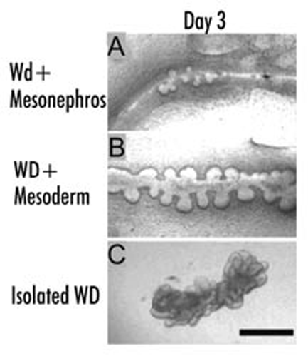 Figure 3 (A–C) Phase contrast photomicrographs of either (A) isolated whole mesonephros, including the Wolffian duct, (B) isolated WD in which the mesonephric tubules, along with most of the non-epithelial mesoderm is removed or (C) isolated WD cleared of all surrounding mesoderm before in vitro culture (“naked” epithelial tube) suspended within a 3D extracellular matrix gel. The cultures were grown for 3 days in either (A and B) DME/F12 supplemented with FBS and soluble grow factors [(A) 10 ng/ml GDNF; (B) 125 ng/ml GDNF and 250 ng/ml FGF1] or (C) BSN conditioned medium supplemented with 125 ng/ml GDNF and 250 ng/ml FGF1 ; (Scale bar: 500 µm.) (From ref. Citation20).