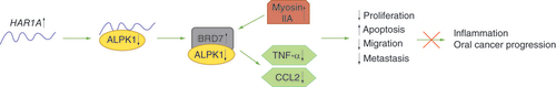 Figure 4. The mechanism of action of HAR1A in oral cancer cell lines, demonstrating HAR1A as a tumor suppressor.When HAR1A is upregulated, ALPK1 levels reduce. This results in increased levels or BRD7 and myosin IIA, resulting in tumor suppression. Decreased levels of TNF-α and CCL2 with HAR1A upregulation suggest HAR1A has an anti-inflammatory role.