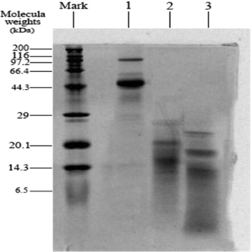 Figure 3. SDS-PAGE of OVA before and after hydrolyzed and glycosylated modification. Lane 1, ovalbumin; Lane 2, hydrolyzed ovalbumin; Lane 3, modified ovalbumin; Lane Mark, standard protein markers.