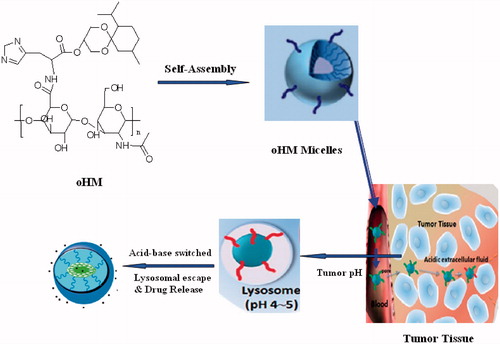 Figure 1. Schematic illustration of the formation, accumulation at tumor site and drug delivery of self-assembled oHM nanoparticles (oHMN).