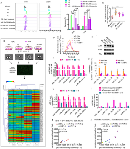 Figure 3 Melatonin converts the macrophage phenotype and changes their EV contents. (A) Flow cytometry of M1 (iNOS) and M2 (CD206) macrophage markers in pancreatic resident macrophages after treatment with various doses of melatonin (left) and (right) quantification of the expression levels of iNOS and CD206 in melatonin-treated macrophages (n=3). (B) Schematic diagram of profile analysis of EV miRNAs in PRMs before and after various treatments. (C) EV protein concentrations in PRMs after various treatments. (D) Size distributions of EVs in PRMs. (E) Western blot analysis of EV-markers CD63, CD9, and Alix. (F) Levels of specific miRNAs in EVs from LPS and IFN-γ-treated PRMs (LPS-EVs). MiR-34c mimic was used a positive control for RNase digestion and spiked in the LPS-EV preparation. Samples treated with (T) or without (NT) Triton X-100 were incubated with RNase (R) and then miRNA levels were measured by qPCR and expressed as a percentage of NT (n=3). (G) EV miRNA abundance in cellular supernatants was measured by qPCR and expressed as the fold change versus normal cell EVs (n=3). EVs from PRMs (Normal cell EVs), EVs from LPS and IFN-γ-treated PRMs (LPS-EVs), EVs from IL-4-treated PRMs (IL-4-EVs), and EVs from melatonin and LPS and IFN-γ-treated PRMs (LPS-Mel-EVs). (H) Levels of specific miRNAs in EVs from AP mice. MiR-34c mimic was used a positive control for RNase digestion and spiked in the EV preparation. Samples treated with (T) or without (NT) Triton X-100 were incubated with RNase (R) and then miRNAs levels were measured by qPCR and expressed as a percentage of NT (n=3). (I) EV miRNA abundance in pancreatic tissue was measured by qPCR and expressed as the fold change versus normal mouse pancreatic EVs (n=3). (J and K) Abundances of specific miRNAs in EVs showed positive correlations between before and after LPS treatment of PRMs or pancreatic tissue. These data demonstrated that LPS treatment played an important role in upregulating EV miRNAs. *P < 0.05, **P < 0.01, ***P < 0.001, ****P < 0.0001.