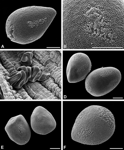 Figure 3. A–F. (SEM). A, B. Cyperus longus: A. Pseudomonad, equatorial view, note the poroids of different shape and size; B. Poroid with irregular outline. C, D. Schoenoplectus lacustris: C. Pseudomonads in dry condition, the distal poles are directed to the locular wall; D. Pseudomonads, equatorial view. E. Scirpus sylvaticus: Pseudomonads, equatorial view. F. Eleocharis palustris: Pseudomonad, equatorial view. Scale bars – 10 μm.