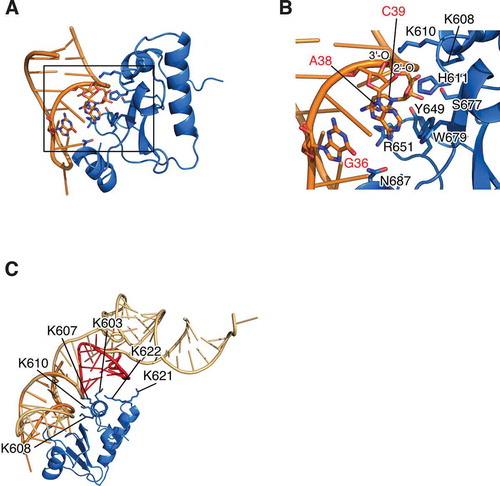 Figure 3. Structural insight of substrate recognition and catalytic mechanism of colicin D. (A) Docking model of D-CRD595 with ASL for tRNAArgICG was shown. The structure of D-CRD595 was obtained from the D-CRD595∙ImmD complex determined by our group (PDB code: 1TFO), and ASL was generated based on the structure of yeast tRNAPhe (PDB code: 1EHZ). (B) The active site of D-CRD boxed in (A) was magnified and amino acid residues of D-CRD involved in substrate recognition/catalysis, as well as bases of G36, A38, and C39 of ASL for tRNAArgICG, were labelled. The 2′-O and 3′-O of A38 were also indicated. (C) Docking model of tRNA∙D-CRD was constructed by superposing the structure of yeast tRNAPhe onto that of ASL in ASL∙D-CRD shown in (A). Structures of ASL, tRNA, and D-CRD are coloured orange, light orange, and blue, respectively. D-arm of tRNA is labelled in red in (C)
