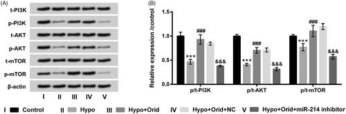 Figure 6. Effect of Orid on PI3K/AKT/mTOR pathway in hypoxia-managed H9c2 cells. (A, B) H9c2 cells were transfected with miR-214 inhibitor and NC vectors and meanwhile co-managed with hypoxia and Orid (5 μM). Western blot assay was applied for the determination of p/t-PI3K, p/t-AKT and p/t-mTOR in these above disposed cells. ***p < .001: hypoxia group vs. control group; ###p < .001: hypoxia + Orid group vs. hypoxia group; &&&p < .001: hypoxia + Orid + miR-214 inhibitor group vs. hypoxia + Orid + NC group.