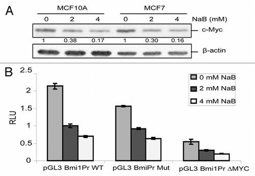 Figure 4 HDACi transcriptionally downregulate BMI1 independent of c-Myc. (A) MCF10A and MCF7 cells were treated with different concentrations of NaB (0, 2 mM and 4 mM) for 24 h, and the expression of c-Myc and β-actin was determined by western blot analysis as described in Materials and Methods. (B) MCF7 cells were transiently transfected with wild type BMI1 (pGL3-BmiPr WT), mut BMI1 (pGL3-Bmipr Mut) and the Myc site deleted minimal (pGL3 Bmipr ΔMyc) promoter reporters together with pRL-TK plasmid, and 48 h post transfection cells were either treated (2 mM and 4 mM) or untreated (0 mM) with NaB. The normalized luciferase activity of each promoter-reporter construct was determined as described in Materials and Methods.