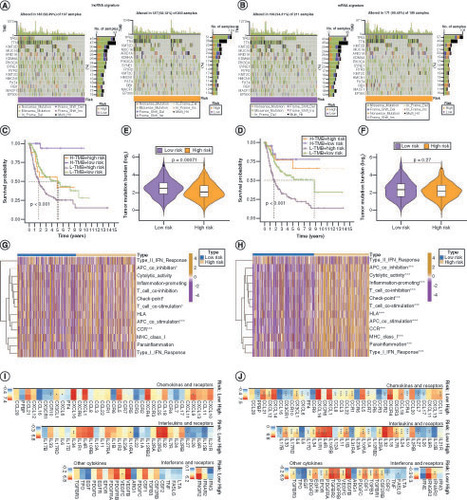 Figure 7. Association of lncRNA and mRNA risk signatures with tumor mutation burden, immune function and cytokine expression in bladder cancer. Mutations in lncRNA (A) and mRNA (B) risk signature genes in low- and high-risk patients with bladder cancer (BLCA). (C) Kaplan–Meier curves for the four groups of patients with BLCA based on lncRNA risk and tumor mutation burden (TMB) levels. (D) Kaplan–Meier curves for the four groups of patients with BLCA, based on mRNA risk and TMB. Variation in TMB between the low- and high-risk groups in lncRNA (E) and mRNA (F) risk signatures. Immune functions of genes in lncRNA (G) and mRNA (H) risk signatures. Differences in mRNA expression of cytokines and their receptors in the high- and low-risk groups for lncRNA (I) and mRNA (J) risk signatures.*p < 0.05; **p < 0.01 and ***p < 0.001.