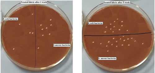 Figure 6. Bacterial growing conditions for both E. coli and S. aureus on the treated sample after one and five washes, respectively.