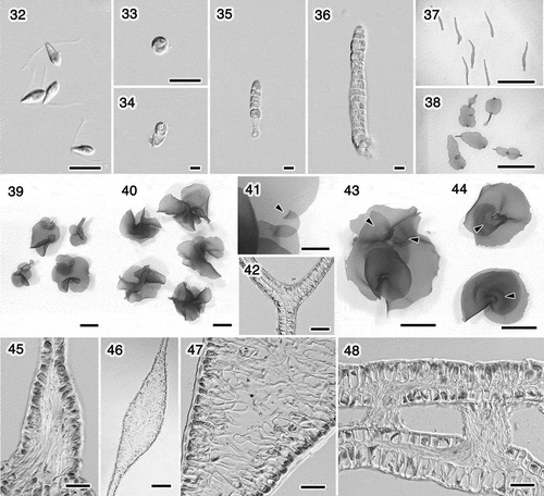 Figs 32–48. Ulva sp. 2 (U. adhaerens). Swarmers and cultures grown at 15°C with a 12: 12 h light/dark cycle. Fig. 32. Swarmers. Fig. 33. Settled swarmer. Figs 34–38. Germling. Fig. 34. 5 days. Fig. 35. 6 days. Fig. 36. 9 days. Fig. 37. 20 days. Fig. 38. Five weeks. Fig 39. Thalli, 53 days. Fig. 40. Thalli, 62 days. Fig. 41. Margin with an overlapped portion (arrowhead), 49 days. Fig. 42. Section of the overlapped marginal portion of the thallus shown in Fig. 41. Fig. 43. Thallus having released swarmers from marginal portion, 62 days. The adhered regions with rhizoids look paler; arrowheads. Fig. 44. Thalli adhering near the bases (arrowheads), between the different surfaces (upper) or the same surfaces (lower). Fig. 45. Basal portion with the basipetal rhizoidal extensions, 31 days. Fig. 46. Longitudinal section of the connecting region of the distromatic lobes, 47 days. Fig. 47. Close-up of Fig. 46, showing rhizoidal extensions. Fig. 48. Section of the adhering region of the thallus shown in Fig. 44 (upper), showing secondary rhizoids. Scale bars: Figs 32–36, 10 μm; Figs 37, 38, 5 mm; Figs 39, 40, 43, 44, 1cm; Fig. 41, 1 mm; Figs 42, 45, 47, 48, 50 μm; Fig. 46, 200 μm.