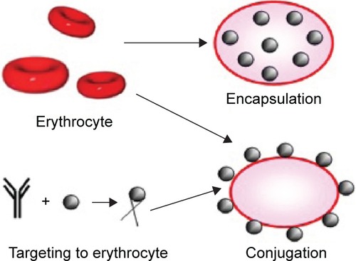Figure 1 Two main strategies of preparing erythrocytes as drug delivery systems.