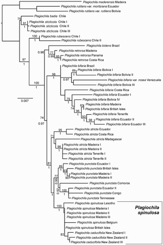 Figure 1. Most likely phylogeny returned by RAxML. Numbers above branches are ML bootstrap values, those below are Bayesian posterior probabilities.