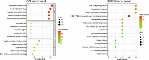 Figure 3. GO enrichment and KEGG enrichment.