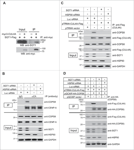 Figure 3. SGT1-HSP90 complex is required for composition of the CUL4A complex and recognition of CENP-A by COPS8. (A) SGT1A interacts with CUL4A in vivo. Immunoblot analysis of CUL4A immunoprecipitates. Plasmids pTRM4-SGT1A-Flag and pcDNA3-myc3-CUL4A (Table S3) were cotransfected into HeLa Tet-Off cells. Forty-eight hours after transfection, protein extracts were prepared. Proteins in 1% of the total cell lysate (Input) and precipitate (IP) obtained by using anti-c-myc antibody (Table S1) were detected by Western blot analysis using anti-Flag antibody. (B) Interaction between CENP-A and COPS8 is reduced in response to SGT1 or HSP90 depletion. Immunoblot analysis of endogenous CENP-A immunoprecipitates. Indicated siRNA(s) (SGT1 #1 + #2; HSP90 #1; Luc; Table S2) were transfected into HeLa cells. Seventy-two hours after transfection, protein extracts were prepared. Proteins in 3% of the total cell lysate (Input) and precipitate (IP) obtained by using rabbit polyclonal anti-CENP-A antibody (Table S1) were detected by Western blot analysis using the indicated antibodies. GAPDH protein was the loading control (Input). (C) Interaction between CUL4A and COPS8 is reduced in response to SGT1 or HSP90 depletion. Immunoblot analysis of CUL4A immunoprecipitates. Plasmid pTRM4-CUL4A-Flag (Table S3) and indicated siRNA(s) (SGT1 #1 + #2; HSP90 #1; Luc; Table S2) were transfected into HeLa Tet-Off cells. Seventy-two hours after transfection, protein extracts were prepared. Proteins in 3% of the total cell lysate (Input) and precipitate (IP) obtained by using ANTI-FLAG M2 Affinity Gel (SIGMAALDRICH) were detected by Western blot analysis using the indicated antibodies. GAPDH protein was the loading control (Input). (D) Interaction between CUL4A and COPS8 is reduced in response to SGT1 or HSP90 depletion. Immunoblot analysis of COPS8 immunoprecipitates. The indicated plasmids (Table S3) and siRNA(s) (SGT1 #1 + #2; HSP90 #1; Luc; Table S2) were transfected into HeLa Tet-Off cells. Forty-eight hours after transfection, protein extracts were prepared. Proteins in 3% of the total cell lysate (Input) and precipitate (IP) obtained by using Anti-HA.11 Epitope Tag Affinity Matrix (Covance) were detected by Western blot analysis using the indicated antibodies. GAPDH protein was the loading control (Input).