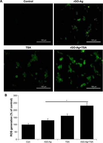 Figure 9 Combination effect of rGO-Ag and TSA on ROS level.Notes: (A) Intracellular ROS levels were measured with fluorescence imaging using the DCFH-DA probe in cells cultured in the presence of rGO-Ag (0.2 µM) alone, TSA (0.2 µM) alone, or combination of both rGO-Ag (0.2 µM) and TSA (0.2 µM) for 24 h Scale bars =100 µm. (B) The quantitative measurement of ROS in SKOV3 cells using DCFH-DA. The results are expressed as the mean ± standard deviation of three independent experiments. There was a significant difference in the ROS generation of treated cells compared to that of the untreated cells as assessed using Student’s t-test (*P<0.05).Abbreviations: Con, control; rGO-Ag, reduced graphene oxide-silver; TSA, trichostatin A; ROS, reactive oxygen species; DCFH-DA, dichloro-dihydro-fluorescein diacetate.