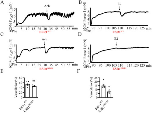 Figure 4. E2-induced vasodilation was attenuated in ESR1D262A mice. (A-D) Representative images of wall tension measurement and vasodilation of ESR1WT (A, B) and ESR1D262A (C, D) mice Aortae. (A, C) Aortae were dissected out and pretreated for 30 min with 200 mM L-NNA (NO inhibitor), and 10 mM indo (prostaglandin synthesis inhibitors) and pre-constricted with phenylephrine (Phe, 10−6 M) before testing with acetylcholine (Ach, 10−5 M), and quantitative analysis was present in the bottom panel (E). (B, D) mutation 262 site in ESR1 gene significantly attenuated E2-induced vasodilation, and quantitative analysis was present in the bottom panel (F). n = 5. Data presented mean ± SEM. *p < 0.05, ns. not significant.