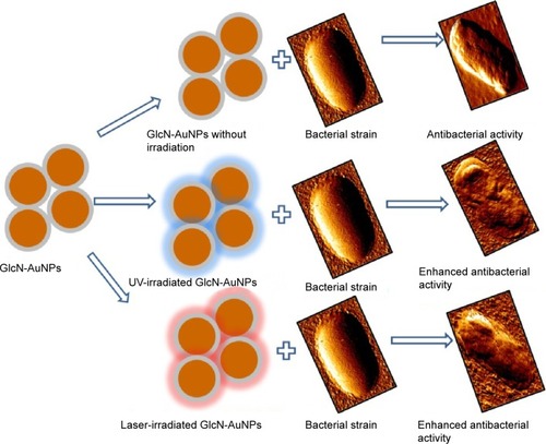 Figure 12 Schematic diagram for antibacterial activity of prepared nanoparticles.Abbreviations: AuNPs, gold nanoparticles; GlcN-AuNPs, glucosamine-functionalized gold nanoparticles; UV, ultraviolet light.