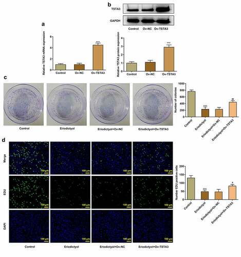 Figure 4. Overexpression of TSTA3 reverses the inhibitory effects of eriodictyol on the clone-forming and proliferative abilities of CRC cells. (a, b) HCT116 cells were transfected with Ov-TSTA3 or Ov-NC and the overexpression efficiency was validated by performing RT-qPCR and Western blot analysis. *** p < 0.001 versus Ov-NC. (c) HCT116 cells receiving eriodictyol treatment were transfected with Ov-TSTA3 or Ov-NC. Colony-formation assay was employed to detect the clone-forming ability of CRC cells. (d) HCT116 cells receiving eriodictyol treatment were transfected with Ov-TSTA3 or Ov-NC. EdU assay was employed to detect CRC cell proliferation. *** p < 0.001 versus Control; # P < 0.05, ## P < 0.01 versus Eriodictyol + Ov-NC.