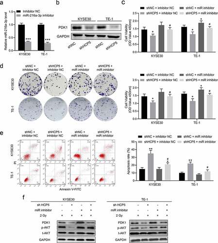 Figure 5. Knockdown HCP5 modulates the miR-216a-3p/PDK1 axis to inhibit AKT activation. (a), The expression of miR-216a-3p in KYSE30 and TE-1 cells with miR-216a-3p inhibitor; (b), The protein expression of PDK1 in shHCP5 KYSE30 and TE-1 cells; (c), The cell viability was detected by CCK-8 assay in KYSE30 and TE-1 cells; (d); The colony formation was examined in KYSE30 and TE-1 cells; (e), The apoptosis was examined in KYSE30 and TE-1 cells; (f), The activation AKT signaling in KYSE30 and TE-1 cells was examined by Western blot. Data are presented as mean ± SD, n = 5. * compared to the group of shNC + inhibitor NC; *P < 0.05, **P < 0.01; # compared to other group of shHCP5 + inhibitor NC; #P < 0.05.