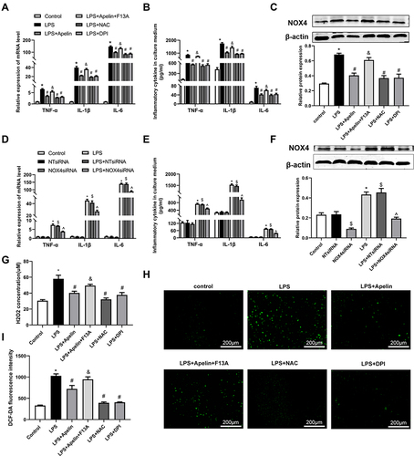 Figure 5 Apelin-13 suppressed pro-inflammatory responses by inhibiting oxidative stress in LPS-treated macrophages. (A) BMDMs were treated with apelin-13 (1 umol/L), NAC (2 mmol/L), DPI (10 umol/L), or F13A (1 umol/L) for 1 h before stimulation with LPS (1 ug/mL) for 6 h. The mRNA levels of TNF-α, IL-1β, and IL-6 were determined by real-time PCR. (B) TNF-α, IL-1β, and IL-6 levels in culture supernatants were measured by ELISA. (C) Protein levels of NOX4 were measured by Western blot analysis. (D) BMDMs were transfected with NOX4 siRNA before stimulation with LPS (1 ug/mL) for 6 h. The mRNA levels of TNF-α, IL-1β, and IL-6 were determined by real-time PCR. (E) Concentrations of pro-inflammatory cytokines were detected in culture supernatants. (F) Protein levels of NOX4 were measured by Western blot analysis. (G) H2O2 concentrations in BMDMs were measured. (H and I) Intracellular ROS was detected by the probe DCF-DA. Data were expressed as mean ± SD. *P< 0.05 vs control group, #P< 0.05 vs the LPS group, &P< 0.05 vs the LPS + Apelin, $P< 0.05 vs NT siRNA group, ^P< 0.05 vs the LPS+NT siRNA (n=3).