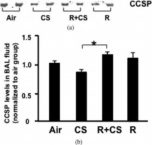 Figure 1 Roflumilast reverses CS-induced downward trend of CCSP in BAL fluid. A: Representative image of CCSP Western blotting. Air: air control; CS: cigarette smoke alone; R+CS: roflumilast plus CS; R: roflumilast alone. B: Densitometry analysis of CCSP. Data are expressed as mean ± SEM normalized to the average CCSP protein level of air control group. n = 12–14 per group. *: p < 0.05 versus CS alone.