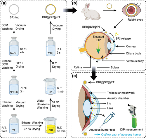 Figure 1. Schematic illustration of the preparation of the BRI@SR@PT and its application on rabbit eyes. (A) The fabrication process of the BRI@SR@PT including modification, BRI-loading, PDA/TPU coating. (B) Administration of the BRI@SR@PT into the conjunctival sac of rabbit eyes. (C) Investigation of the IOP-lowering effect by detecting drug concentration in aqueous humor and measuring intraocular pressure (IOP). R.T., room temperature.