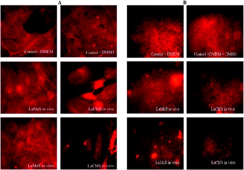 Figure 5. Changes in actin cytoskeleton of A549 (A) and MDCK II (B) cells. Fluorescence staining with phalloidin–TRITC, fluorescent microscopy, original magnification 600× (A) and 400× (B). control-DMEM – control without DMSO; control-DMEM+DMSO – control cells with DMSO; LaMeS in vivo – methanol extracts from in vivo L. album; LaChlS in vivo – chloroform extracts from in vivo L. album; LaMeS in vitro – methanol extracts from in vitro L. album; LaChlS in vitro – chloroform extracts from in vitro L. album.
