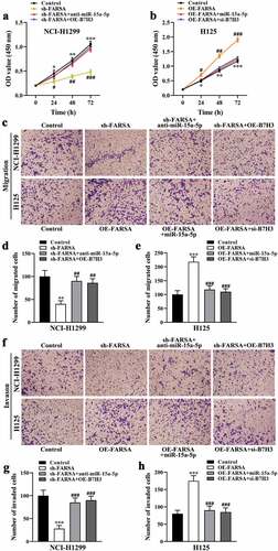 Figure 6. CircFARSA regulated NSCLC cell proliferation, migration, and invasion via miR-15a-5p/B7H3 axis. (a and b), CCK-8 assay was performed to examine cell proliferation in NCI-H1299 and H125 cells. (c-h), The cell migration (c-e) and invasion (f-h) ability in both NCI-H1299 and H125 cells were determined using Transwell assay (magnification, ×200). *P < 0.05, **P < 0.01, ***P < 0.001, Compared with the control group. #P < 0.05, ##P < 0.01, ###P < 0.001, Compared with the sh-FARSA or OE-FARSA group.