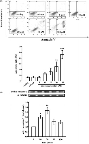 Figure 2. Effects of andrographolide on cell apoptosis. (A) CECs were incubated with andrographolide (5–100 μM) or 0.1% DMSO for 24 h, and then cell apoptosis was detected by annexin-V/PI double staining. The lower panel shows the statistical analysis of the percentage of apoptotic cells. (B) Activation of caspase-3, a marker of apoptosis, was also measured at the indicated time intervals after 50 μM andrographolide treatment by western blotting with an anti-caspase-3 antibody. Data are presented as the means ± S.E.M. (n = 3). *p < 0.05, **p < 0.01, and ***p < 0.001, compared to the solvent control (DMSO) group.