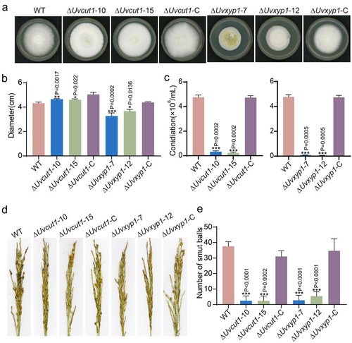 Figure 5. Deletion of UvCut1 and UvXyp1 reduced mycelial growth, spore production and virulence in U. virens. a, Colonies of the WT, ΔUvcut1, ΔUvxyp1 and complemented strains. The tested strains were cultured on the PSA plates for 14 days at 28°C. b, the colony diameters of the WT, ΔUvcut1, ΔUvxyp1 and complemented strains. The data were presented with mean ± SD. c, Spore production was reduced in the ΔUvcut1 and ΔUvxyp1 mutants. These strains were inoculated in PS medium at 28°C with 180 rpm for 7 days prior observation. Three independent repetitions were conducted with similar results obtained. d, Infection assays of the WT, ΔUvcut1, ΔUvxyp1 and complemented strains. e, the average number of false smut balls on the rice panicles inoculated with the mixture of hyphae and spores of corresponding strains. Three independent biological experiments were performed with at least 30 inoculated panicles of W×98cultivar each time. *, ** and *** represent significant differences between diameter, conidiation or smut balls number of WT and mutant strains at P < 0.05, P < 0.01 and P < 0.001 levels.