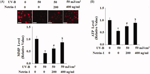 Figure 4. The UNC5b agonist netrin-1 protected ESCs against ultraviolet-B (UV-B) exposure-induced mitochondrial dysfunction. ESCs were preincubated with netrin-1 (200, 400 ng/ml) for 12 h, followed by treatment with UV-B at 50 mJ/cm2 for 8 h. (A) Mitochondrial membrane potential (MMP) determined by tetramethylrhodamine methyl ester (TMRM) staining; Scale bar, 100 μM; (B) Intracellular levels of Adenosine triphosphate (ATP) determined by the bioluminescence assay (ANOVA:*, #, $, p < .001 vs previous column group, n = 4–5).