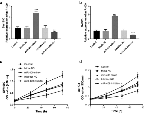 Figure 3. Effects of miR-409 expression levels on proliferation in SW1990 and BxPC3 cells. (a and b) the expression level of miR-409 was analyzed by qRT-PCR after transient transfection with miR-409 mimic/inhibitor (or mimic/inhibitor NC). (c and d) The CCK-8 assay was performed to study cell proliferation. *P < 0.05, **P < 0.01, ***P < 0.001