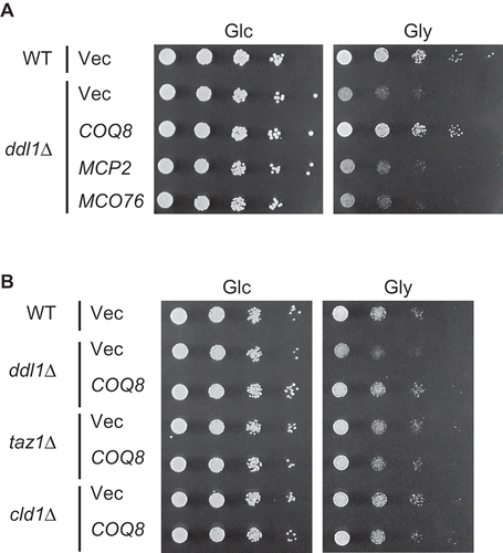 Figure 2. Specific suppression by COQ8 of the defect in respiratory growth of the ddl1∆ strain.(A) The wild-type W303-1A strain (WT) harboring YEplac181 (Vec) and the ddl1∆ strain harboring YEplac181 (Vec), YEp181-COQ8 (COQ8), YEp181-MCP2 (MCP2) or YEp181-MCO76 (MCO76) were cultured in the SD medium to logarithmic phase and spotted onto the SD (Glc) or SGly (Gly) medium in 10-fold serial dilutions. Strains were cultured for 2 days on the SD medium or 3 days on SGly medium. (B) The wild-type BY4741 strain (WT) harboring YEplac181 (Vec), and the BY4741ddl1∆ strain (ddl1∆), BY4741taz1∆ strain (taz1∆), and BY4741cld1∆ strain (cld1∆) harboring YEplac181 (Vec) and YEp181-COQ8 (COQ8) were spotted onto the SD (Glc) or SGly (Gly) medium and incubated as described in (A).