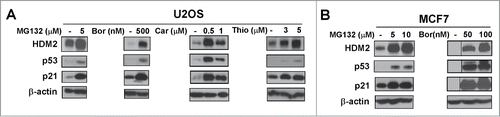 Figure 1. Wild-type p53 is stabilized by proteasome inhibitors. (A and B) U2OS osteosarcoma cells and MCF7 breast cancer cells were treated with the indicated concentrations of proteasome inhibitors MG132, bortezomib (Bor), carfilzomib (Car) or thiostrepton (Thio). Immunoblotting was performed for HDM2, p53, p21. β-actin was used as the loading control.