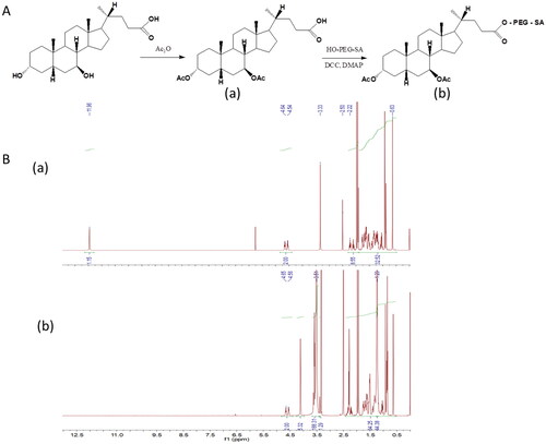 Figure 1. Synthesis scheme (A) and 1H-NMR spectra (B) of UA-PEG-SA conjugate. (a) Acetylated ursodeoxycholic acid; (b) UA-PEG-SA conjugate.