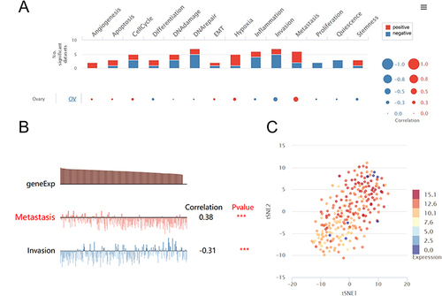 Figure 6 Biological processes regulated by the KRT19 gene in OV from CancerSEA. (A) The positive or negative biological function associated with KRT19 in OV by single cell analysis. (B) The association of KRT19 gene with metastasis and invasion of OV cells. (C) Expression distribution with t-SNE plot of KRT19 in OV. ***p < 0.001.