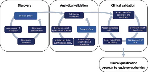 Figure 1. Biomarker development for DMD requires (1) discovery, (2) analytical validation, (3) clinical validation, and (4) qualification of biomarker. The discovery phase comprises formulation of the context of use, assessment of feasibility in terms of eg. samples resources, selection of appropriate analytical method, etc., discovery of the biomarker and confirmation in additional samples collections to assess reproducibility in several cohorts. The analytical validation phase includes orthogonal validation of the biomarker using different analytical methods, development of biomarker quantification assays for targeted analysis and validation of the biomarker quantification assay, to evaluate biomarker sensitivity, specificity, dynamic range, and variation using the developed quantification assay and refine the context of use. Clinical validation requires testing the specificity and sensitivity of the biomarker in clinical setup, development of clinical assays, assess the context of use, robustness and variability, and its utility in clinical practice.