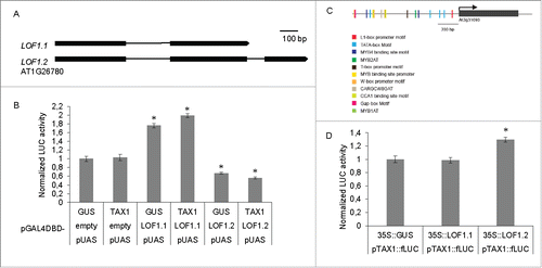 Figure 1. TAX1 and LOF1 function independently of each other. (A) Splice variants of LOF1 (LOF1.1 and LOF1.2). Bars represent the exons and lines represent the introns for the LATERAL ORGAN FUSION (At1g26780) transcription factor. (B) TAX1 does not interfere with the regulatory activity of the two splice variants of the MYB transcription factor LOF1. Transactivation assay in tobacco protoplasts co-transfected with a pUAS::fLUC reporter construct, effector constructs overexpressing LOF1.1 or LOF1.2 fused to GAL4DBD, TAX1 or GUS (as a control) and an rLUC construct for normalization.9 Values are fold-changes relative to protoplasts transfected only with a GUS expression construct instead of LOF1 effector constructs and are the mean (±SE) of eight biological repeats. Significant differences (Student's t-test): *, P < 0.05. (C) Promoter region of TAX1 989 bp upstream of the start codon for TAX1 (adapted from Athena promoter websiteCitation12). (D) LOF1 variants do not transactivate pTAX1. Transactivation assay in tobacco protoplasts co-transfected with a pTAX1::fLUC reporter construct, effector constructs overexpressing LOF1.1 or LOF1.2 and an rLUC construct for normalizationCitation11. Values are fold-changes relative to protoplasts transfected only with a GUS expression construct instead of LOF1 effector constructs and are the mean (±SE) of eight biological repeats. Significant differences (Student's t-test): *, P < 0.05.