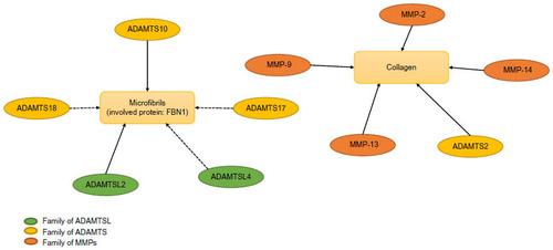 Figure 1 Network between collagen and metalloproteinases/fibrillins and metalloproteinases.