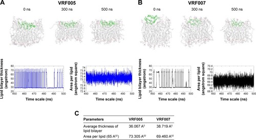 Figure 2 (A, B) Structural snapshots of MD simulations’ average thickness of lipid bilayer, and area per lipid measured with respect to time of peptide VRF005 at 0 ns, 300 ns, and 500 ns in the presence of POPC lipid bilayer. (C) Table showing the values of analysis of peptides in POPC membrane.Abbreviations: MD, molecular dynamic; POPC, phosphatidylcholine.