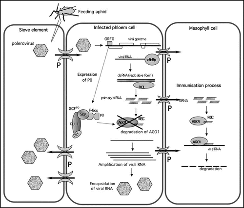 Figure 1 Model of the process of infection by Poleroviruses. Poleroviruses are introduced into the phloem by feeding aphids having acquired virus on infected cells. The virus multiplies in companion and phloem parenchyma cells and circulates within the sieve tubes. In these cell types P0 inhibits RNA silencing by degrading AGO1. As siRNAs are not targeted by the virus, they may spread ahead of the infection front to the neighbouring cells (e.g., mesophyll cells) through the connecting plasmodesmata (P) and thereby immunize them against subsequent invasion by the virus. This immunisation process could be implicated in phloem restriction of poleroviruses. Encapsidation into virions would provide protection to the virus entering new phloem cells via the sieve tubes. vRdRp, virus-encoded RNA dependant polymerase; DCL, dicer-like protein; RISC, RNA Induced Silencing Complex; the SCFP0 complex contains an F-box protein (here P0), a SKP protein, a Cullin (CUL1) protein and a ring finger protein (RBX).