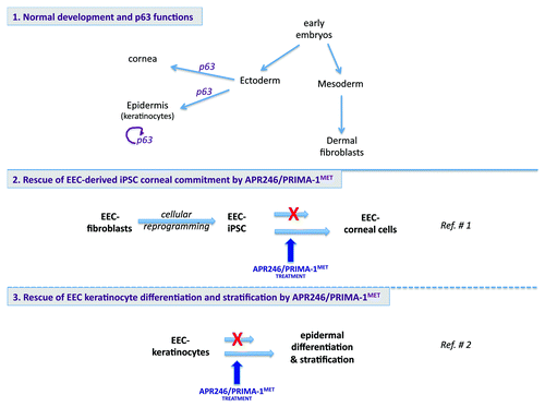 Figure 1. Description of the two cellular models used to demonstrate the effect of the small compound APR246/PRIMA-1MET on epithelial commitment and differentiation. (1) p63 is required for proper epidermal and corneal commitment of ectodermal progenitors during mammalian developmentCitation19 and epidermal stem cells/progenitors self-renewal and differentiation.Citation20(2) Dermal fibroblasts (or skin keratinocytes) can be reprogrammed into embryonic-like cells called induced pluripotent stem cells (iPSC) in vitro.Citation21 EEC-iPSC derived from reprogramming of fibroblasts are unable to differentiate into corneal epithelial cells properly and treatment with APR246/PRIMA-1MET improved corneal commitment. (3) Keratinocytes isolated from EEC patients defects in epidermal differentiation and stratification, which are partially restored with APR246/PRIMA-1MET treatment.