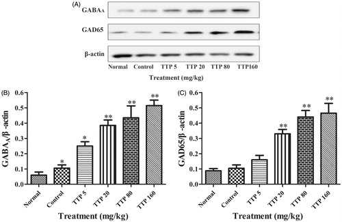 Figure 6. Effects of TTP on GAD65 and GABAA expression in the brain of epileptic rats. (A) Western blot analysis of expressions of GAD65 and GABAA. β-Actin was considered as an internal control. (B) Quantitation of GAD65 expression in (A). (C) Quantitation of GABAA expression in (A). Six groups (n = 10) of rat were treated as follows: normal group without any treatment, control group (normal saline, 20 mL/kg), and four experimental TTP groups (5, 20, 80 and 160 mg/kg). Values are means ± SD (n = 8), *p < 0.05, **p < 0.01 when compared with the control.