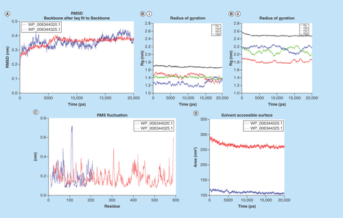 Figure 3.  Molecular dynamic analysis of two homology-modeled structures showed stability in the root-mean-square deviations and radius of gyration.Also the structural flexibility of proteins were analyzed by RMSF of the amino acid residues. Steadiness of proteins were analyzed by SASA during the MD simulations that revealed that the proteins were stable. (A) RMSD of two homology-modeled proteins were plotted, initially both the proteins showed an increase in RMSD and after 2.5 ns, proteins attained stability and consistency in structural behavior, indicating the stability of proteins during MD simulation. (B.I) WP_006344020.1 and (B.II) WP_006344325.1. The proteins had initially less compactness in structures, but at later stages, the proteins showed more compactness and less variation in the radius of gyrations along all spatial axes. (C) Protein WP_006344020.1 (blue) and WP_006344325.1 (red) with amino acid residues, 198 and 565, respectively, showed evenness in the RMSF of amino acid residues of both the proteins with the progression of MD. The uniformity indicates that the proteins are stable. (D) The SASA of the two modeled proteins was constant throughout the MD simulations.MD: Molecular dynamics; RMSD: Root-mean-square deviations; RMSF: Root-mean-square fluctuations; SASA: Solvent surface accessible area.