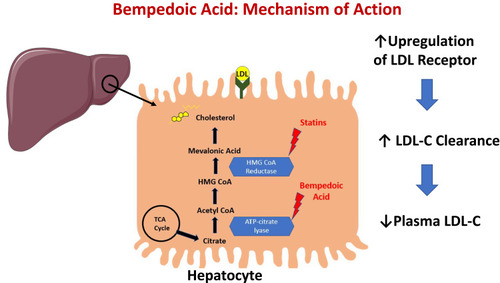 Figure 1 Bempedoic acid mechanism of action in the hepatocyte.