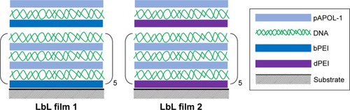 Scheme 2 Chemical compositions of LbL film 1 and film 2 consisting of pAPOL-1, DNA, and bPEI (or dPEI).Abbreviations: dPEI, degradable polyethylenimine; bPEI, branched polyethylenimine; dPEI, degradable polyethylenimine; LbL, layer-by-layer; pAPOL, poly(amino pentanol).