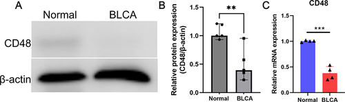 Figure 9 Western blotting and qPCR. (A) Western blotting confirmed the differential expression of CD48 in BLCA. (B) Gray value analysis of relative CD48 expression. (C) Comparison of CD48 gene mRNA expression between normal and tumor tissues in BLCA by qPCR. *p < 0.05, **p < 0.01, ***p < 0.001.