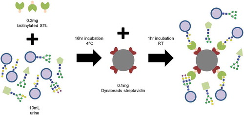 Figure 2. A protocol for the purification of EVs using a lectin-bead approach.Following a lectin microarray screen, STL was found to bind to uEVs with greater specificity than urine glycoproteins [Citation48]. Incubation of undiluted urine with biotinylated STL and streptavidin-conjugated Dynabeads allowed for magnetic recovery of uEVs.